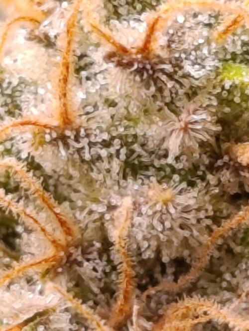 Ice critical Special Queen. Week 8