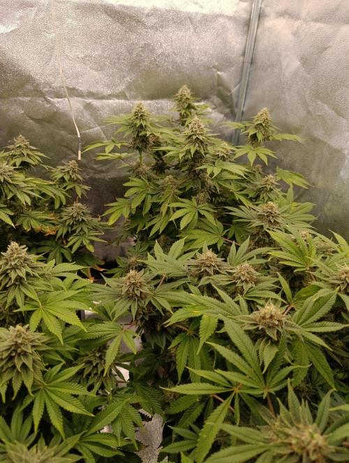 Ice critical Special Queen. Week 8