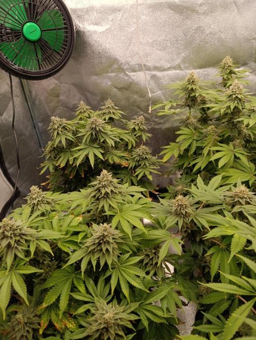 Ice critical Special Queen. Week 8