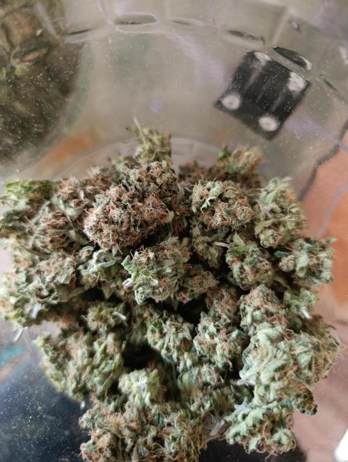 Ice critical Special Queen. Week 10