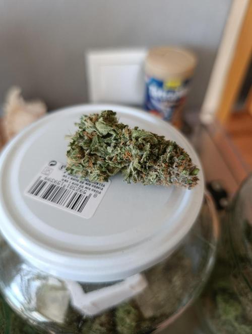Ice critical Special Queen. Week 10