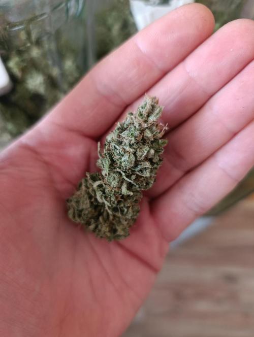 Ice critical Special Queen. Week 10