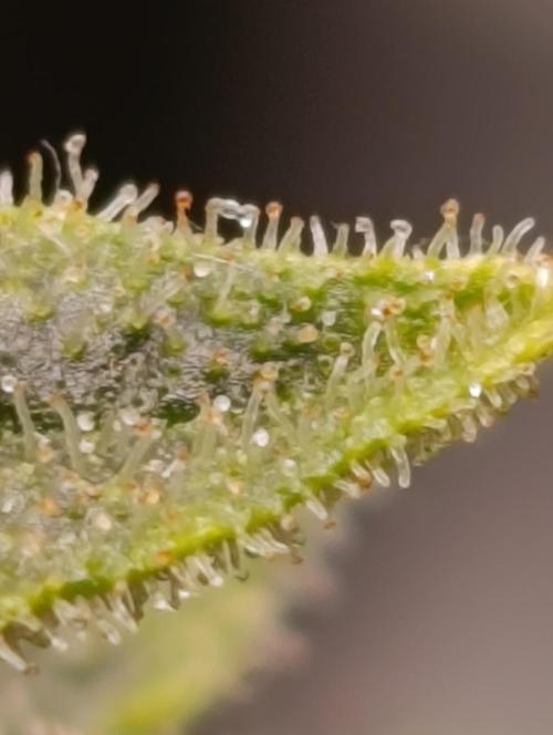 Ice critical Special Queen. Week 10