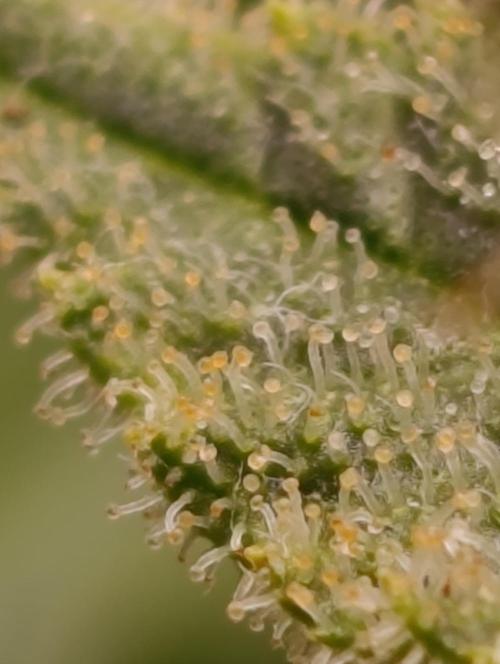 Ice critical Special Queen. Week 10