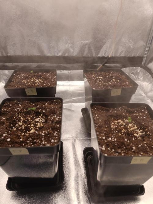 Black muffin, Tropicana poision. Week 1