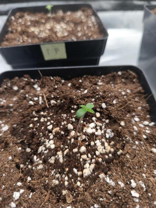 Black muffin, Tropicana poision. Week 1