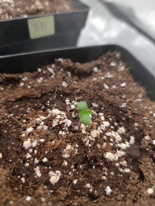 Black muffin, Tropicana poision. Week 1