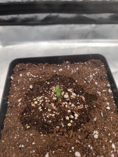 Black muffin, Tropicana poision. Week 1