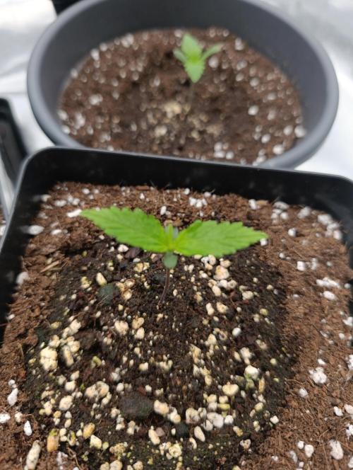 Black muffin, Tropicana poision. Week 2