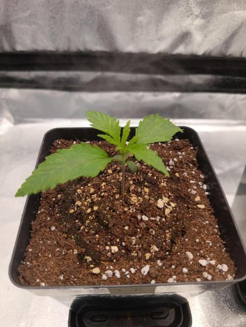 Black muffin, Tropicana poision. Week 2