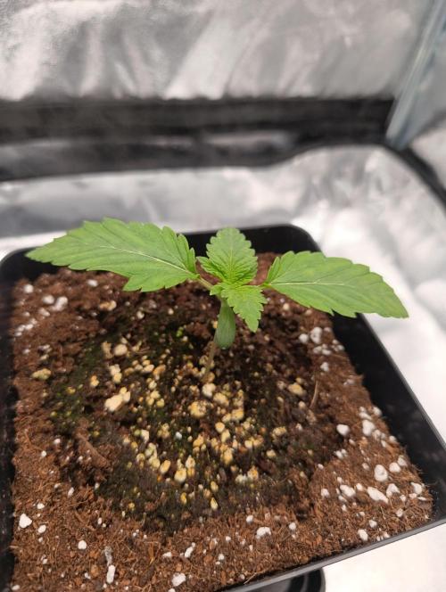 Black muffin, Tropicana poision. Week 2