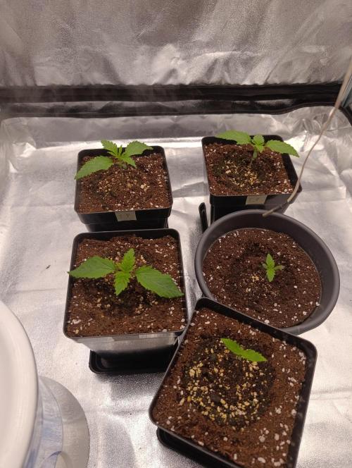 Black muffin, Tropicana poision. Week 2