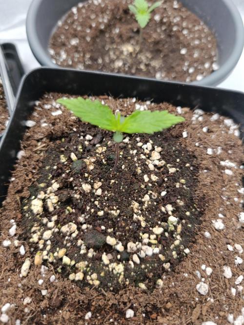 Black muffin, Tropicana poision. Week 2