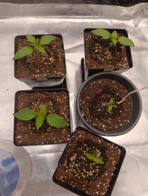 Black muffin, Tropicana poision. Week 2