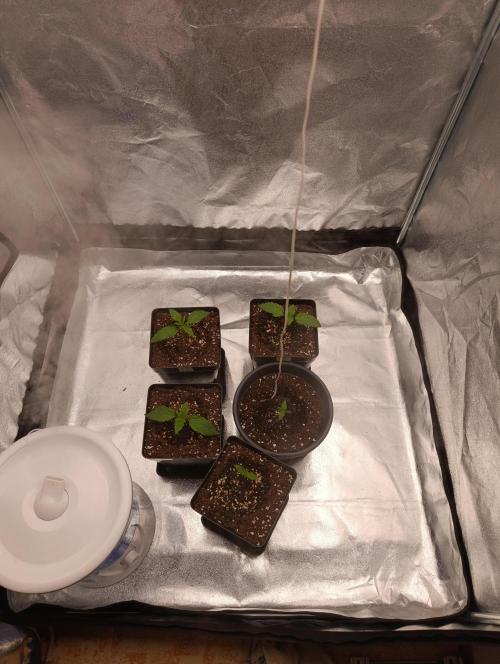 Black muffin, Tropicana poision. Week 2