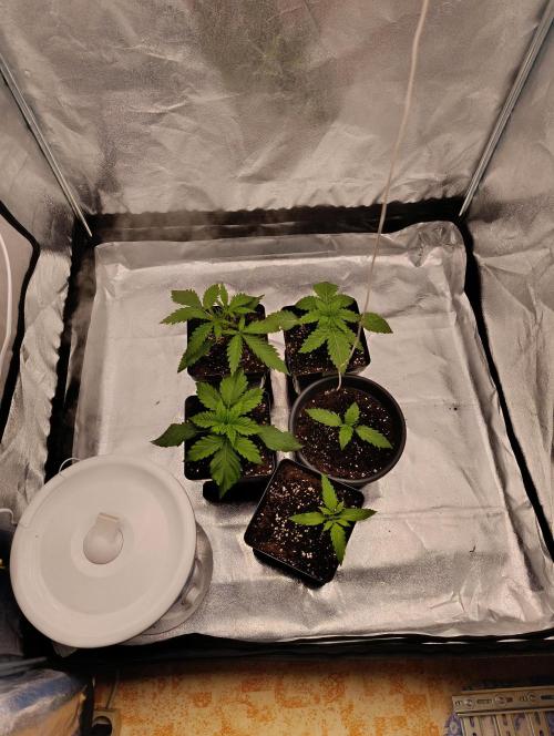Black muffin, Tropicana poision. Week 3