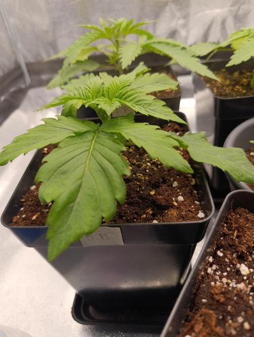 Black muffin, Tropicana poision. Week 3