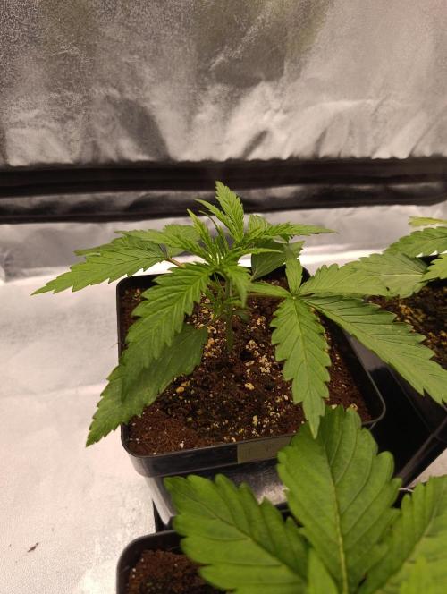 Black muffin, Tropicana poision. Week 3