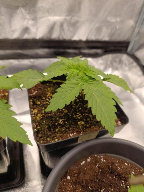Black muffin, Tropicana poision. Week 3