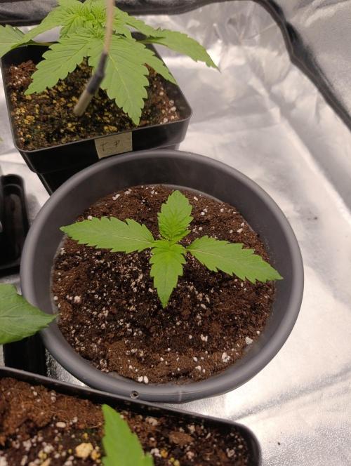 Black muffin, Tropicana poision. Week 3