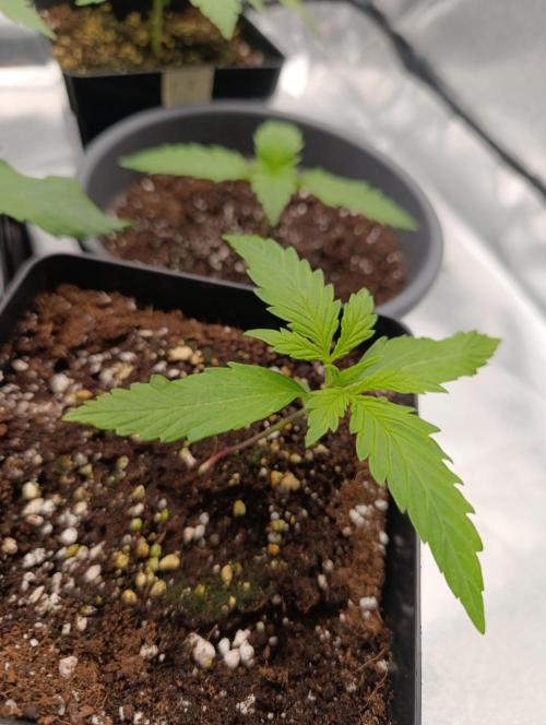 Black muffin, Tropicana poision. Week 3