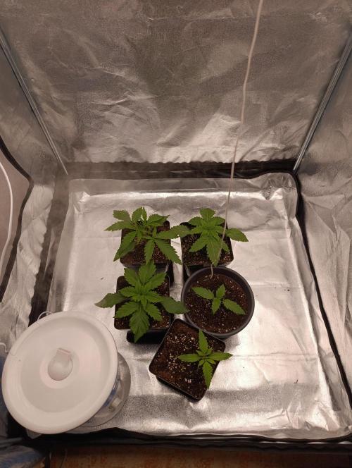 Black muffin, Tropicana poision. Week 3