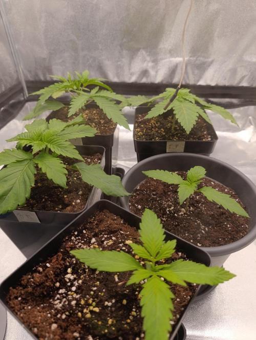 Black muffin, Tropicana poision. Week 3
