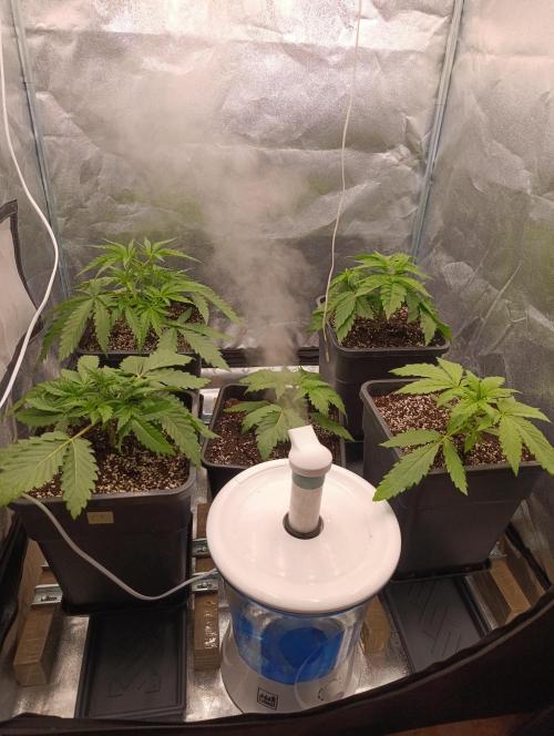 Black muffin, Tropicana poision. Week 4