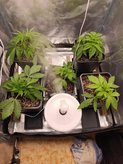 Black muffin, Tropicana poision. Week 4
