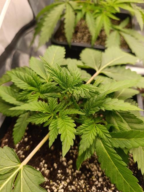 Black muffin, Tropicana poision. Week 4