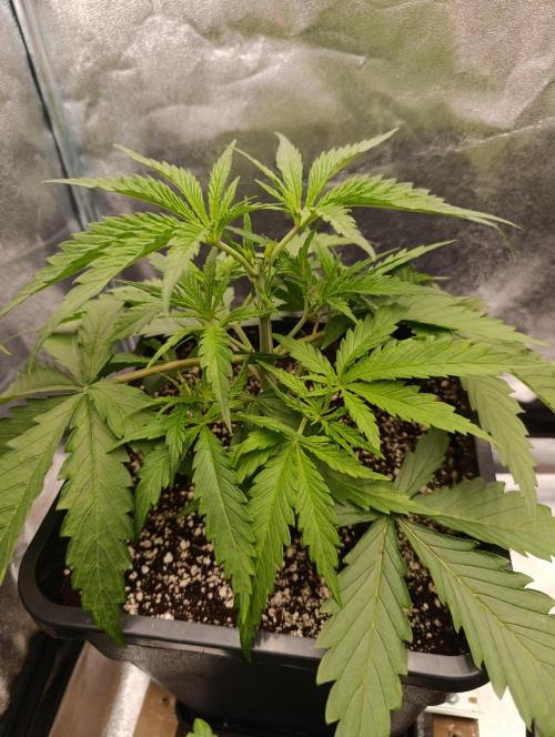 Black muffin, Tropicana poision. Week 4