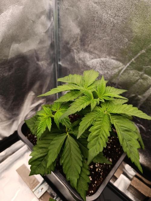 Black muffin, Tropicana poision. Week 4