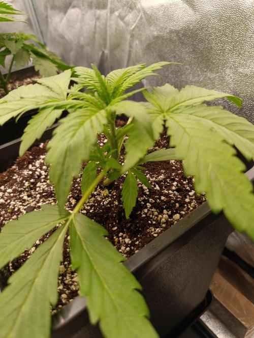 Black muffin, Tropicana poision. Week 4
