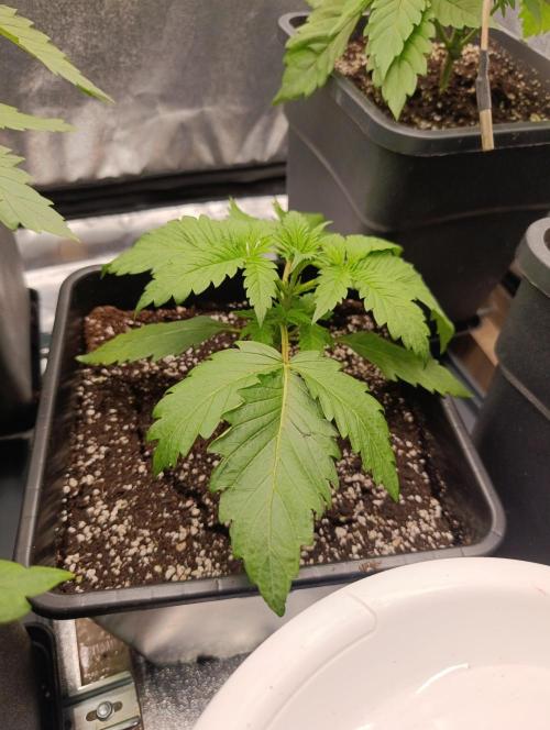 Black muffin, Tropicana poision. Week 4