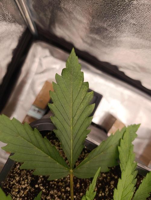 Black muffin, Tropicana poision. Week 4