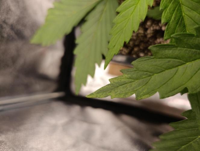 Black muffin, Tropicana poision. Week 4