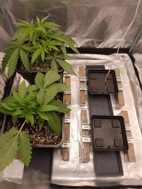 Black muffin, Tropicana poision. Week 4