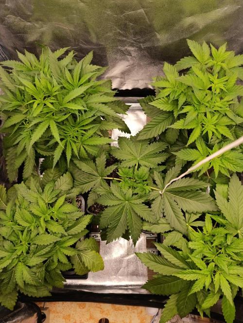 Black muffin, Tropicana poision. Week 5