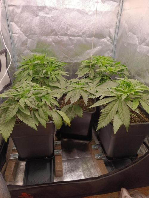Black muffin, Tropicana poision. Week 5