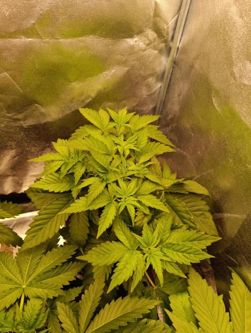 Black muffin, Tropicana poision. Week 5