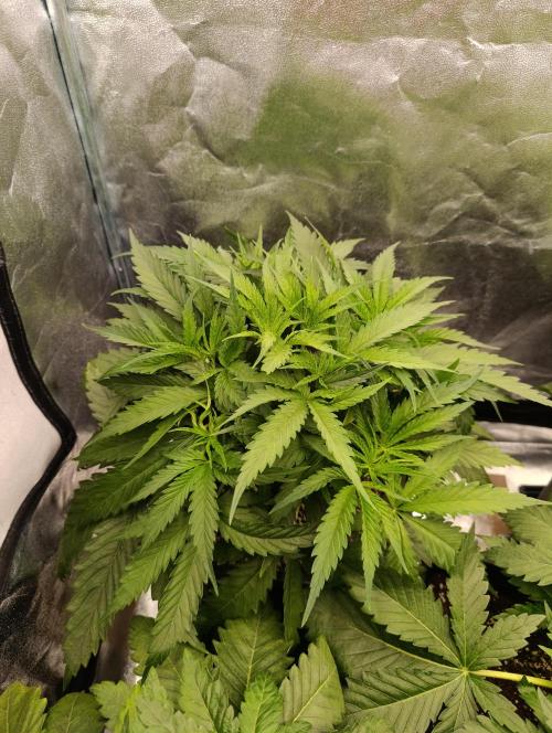 Black muffin, Tropicana poision. Week 5