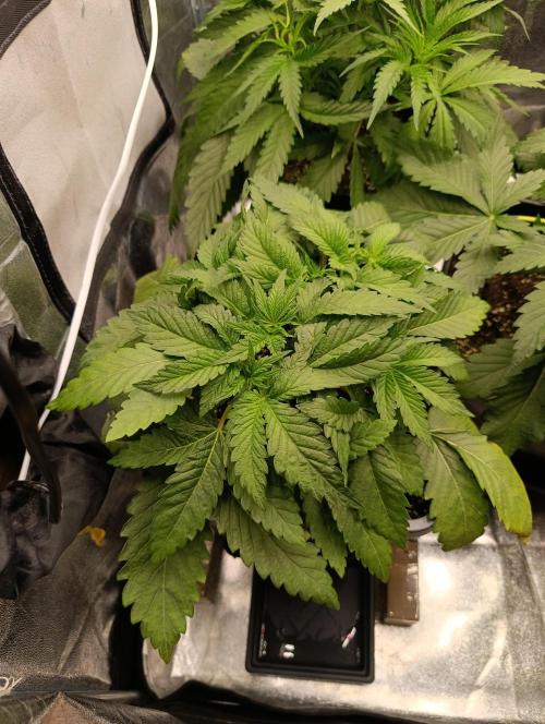 Black muffin, Tropicana poision. Week 5