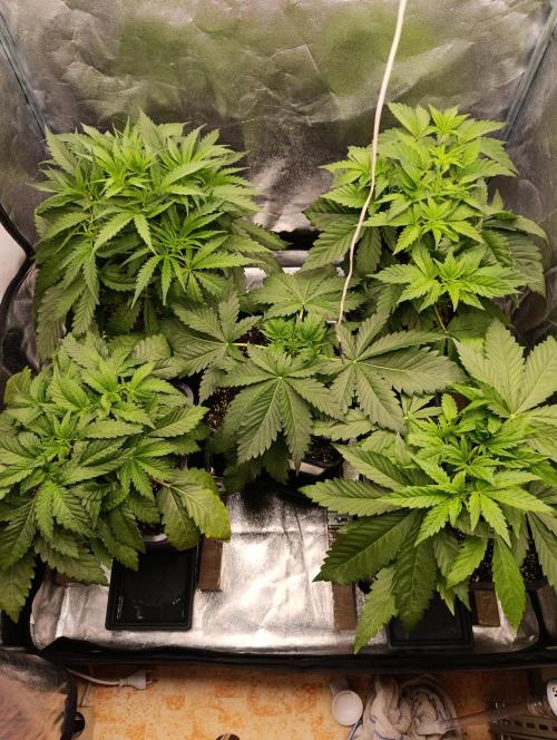 Black muffin, Tropicana poision. Week 5