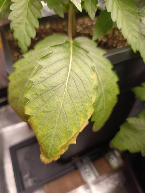 Black muffin, Tropicana poision. Week 5
