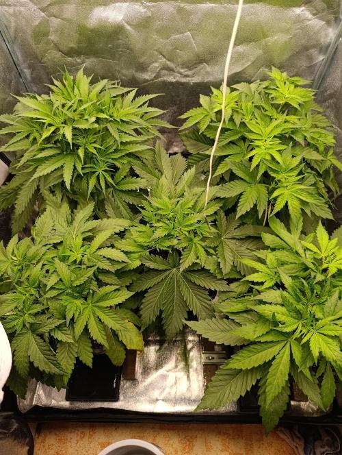 Black muffin, Tropicana poision. Week 6