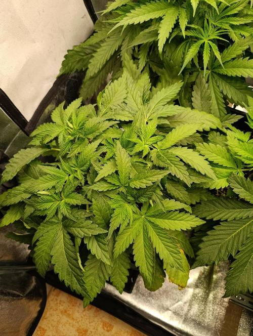 Black muffin, Tropicana poision. Week 6