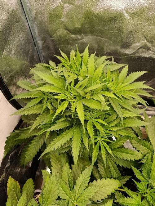 Black muffin, Tropicana poision. Week 6