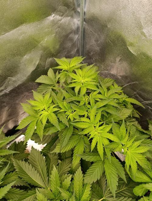 Black muffin, Tropicana poision. Week 6