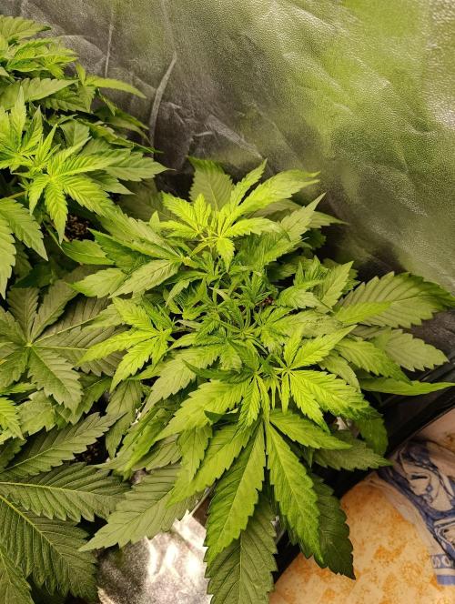 Black muffin, Tropicana poision. Week 6
