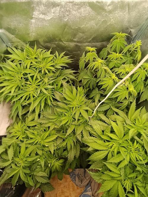Black muffin, Tropicana poision. Week 7